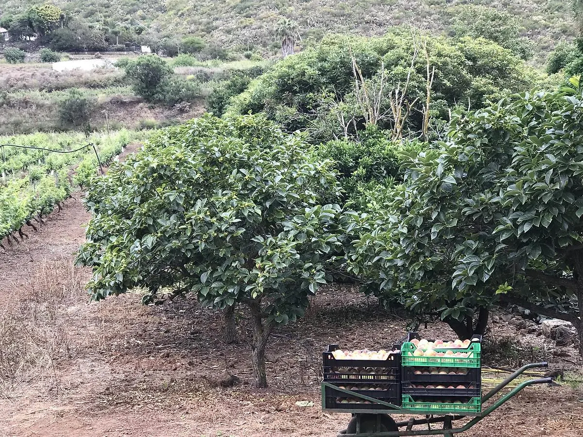 Finca El Vergel Rural Tegueste 0*,
